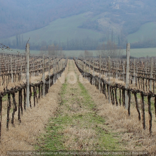 Potatura Vigneti invernale